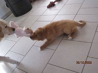 Shelleyi (8)